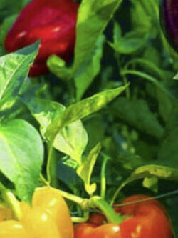 พริกหวาน (Bell Pepper) คละสี / 200 เม็ด (UK)