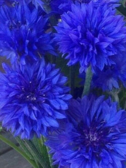 คอร์นฟลาวเวอร์ (Cornflower) ซ้อน สีน้ำเงิน / 1,100 เม็ด (UK)