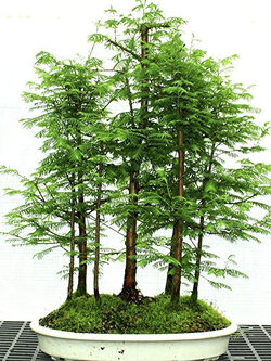 บอนไซเรดวูดยักษ์ (Dawn Redwood Bonsai) / 5 เม็ด (UK)*