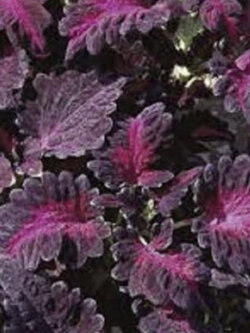 ฤาษีผสม แบล๊ค ดราก้อน (Black Dragon Coleus) / 25 เม็ด (USA)*