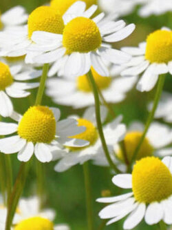 โรมัน คาโมมายล์ (Roman Chamomile) / 1,000 เม็ด (Belgium)*