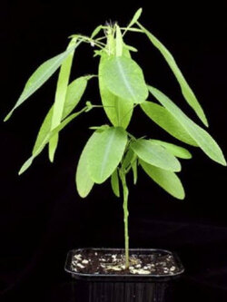 ช้อยนางรำ (Dancing Plant) / 25 เม็ด (France)