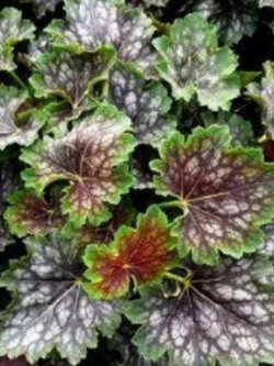 ฮิวเชอร่า (Heuchera - Marvelous Marble) / 75 เม็ด (Australia)*