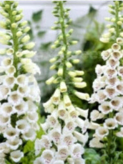 ดิจิทาลิส (Digitalis - Alba) สีขาว / 7,000 เม็ด (UK)*