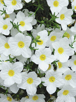 คัพฟลาวเวอร์สีขาว (Cupflower White Robe) / 600 เม็ด (UK)*
