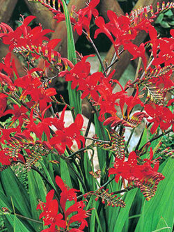 โครคอสเมียร์ ลูซิเฟียร์ (Crocosmia Lucifer) / 25 เม็ด (Spain)*