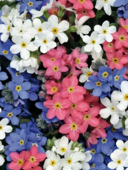 ฟอร์เก็ต มี น็อท (Forget Me Not) คละ / 8,000 เม็ด (UK)