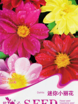 ดาห์เลีย หรือรักเร่ (Dahlia) คละ / ซอง 50 เม็ด (China)*