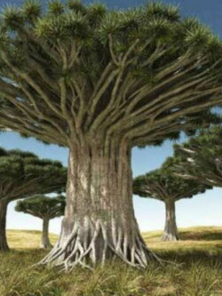 ต้นเลือดมังกร (Dragon Blood) / 5 เม็ด (Portugal)*