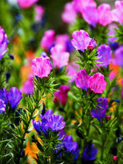 ไวเปอร์ บูกลอส (Vipor's Bugloss) คละ / 220 เม็ด (UK)*