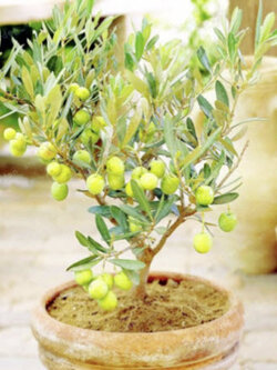 มะกอกโอลีฟบอนไซ (Olive Oil Bonsai) / 10 เม็ด (Russia)