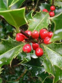 ฮอลลี่ (Common European Holly) / 10 เม็ด (UK)*
