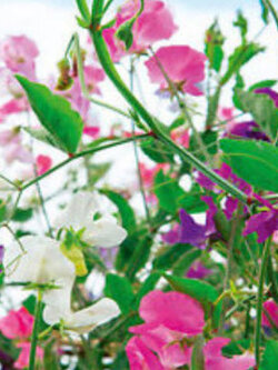 สวีทพี นี ไฮ (Sweet Pea Knee High) คละ / 25 เม็ด (USA)*