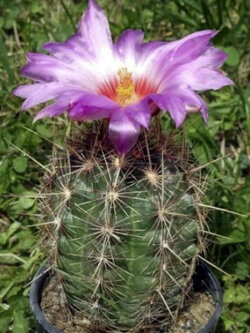 เทโลแคคตัส (Thelocactus) คละ / 25 เม็ด (UK)