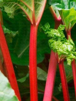 รูห์บับแดง (Rhubarb Lider Red) / 10 เม็ด (France)