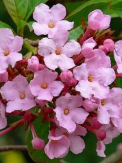 ชมพูพิมพ์ใจ (Himalayan Snow Ball / Luculia Gratissima) / 12 เม็ด (France)