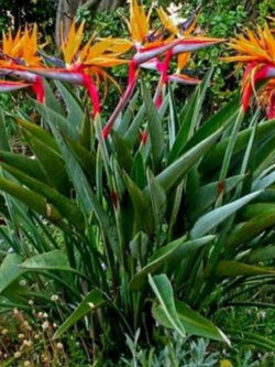 ปักษาสวรรค์ (Bird of Paradise) สีส้ม / 5 เม็ด (Portugal)*