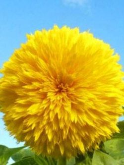 ทานตะวันเท็ดดี้แบร์ (Sunflower - Teddy Bear) / 150 เม็ด (UK)