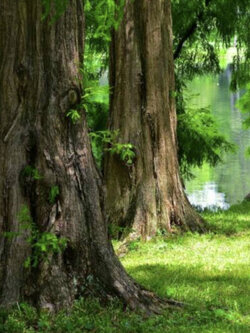 สนเรดวูด (Redwood Dawn / Metasequoia glyptostroboides) / 100 เม็ด (Portugal)*