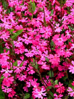 แคทฟลายร์ (Catchfly - Triumph) / 400 เม็ด (UK)*