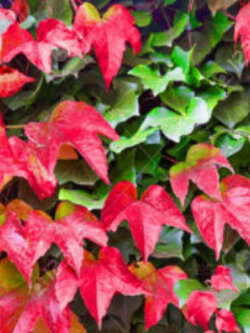 ไอวี่เลื้อยญี่ปุ่น (Japanese Creeper Ivy) สีแดง / 45 เม็ด (UK)*