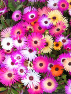 ลีฟวิ่งสโตน เดซี่ (Livingstone Daisy) คละ / 1,700 เม็ด (UK)