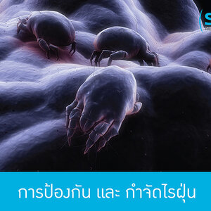 การป้องกัน และกำจัดไรฝุ่น - Siri Allergy Guard ผ้ากันไรฝุ่น