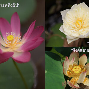 เรื่องเล่าข้างบ่อบัวตอนที่2 - 2/2 พันธุ์ปทุมชาติ หรือ พันธุ์บัวหลวง (ภาคจบ)