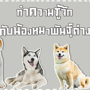 สายพันธุ์สุนัขที่คุณรู้จักแล้วจะรัก