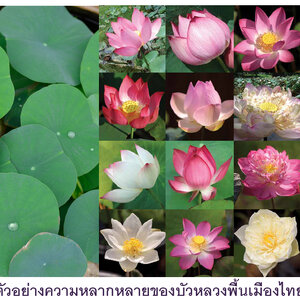 เรื่องเล่าข้างบ่อบัวตอนที่2 - 1/2 "ปทุมชาติ"