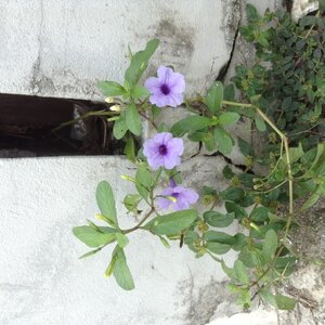 ของสะสมเก่าเก็บ