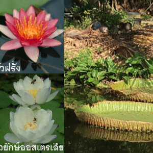 เรื่องเล่าข้างบ่อบัว ตอนที่1-ชื่อนั้นสำคัญไฉน ภาค1