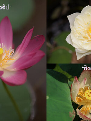 เรื่องเล่าข้างบ่อบัวตอนที่2 - 2/2 พันธุ์ปทุมชาติ หรือ พันธุ์บัวหลวง (ภาคจบ)