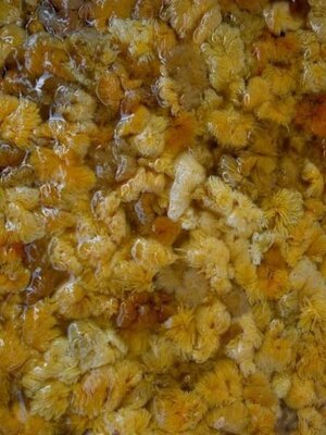 มันปูนาสด