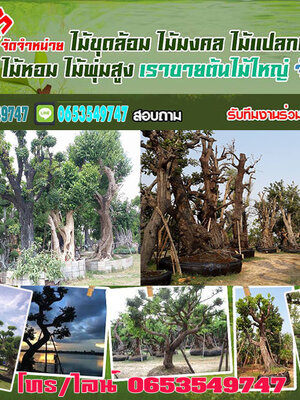 ร้านไม้ล้อมจัดสวน โทร 065-3549747 แต่งสวน จัดสวน บ้านและสวน บริการขุด ล้อม ย้าย ตั้งค้ำต้นไม้ล้ม
