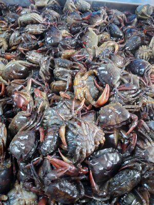 ปูดอง 20 ตัว (คำพูน)