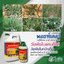 พอยท์เตอร์ 1 ลิตร