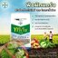ทรีเวีย 100 กรัม