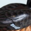 [Vintage] เป็ดไม้ขนาดใหญ่ แบบที่ 2 - Vintage Wood Decoy Duck