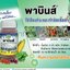 พาบินส์ 500 ซีซี