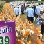 แปซิฟิก 339