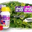 ฮาชิ ฮาชิ 250 ซีซี