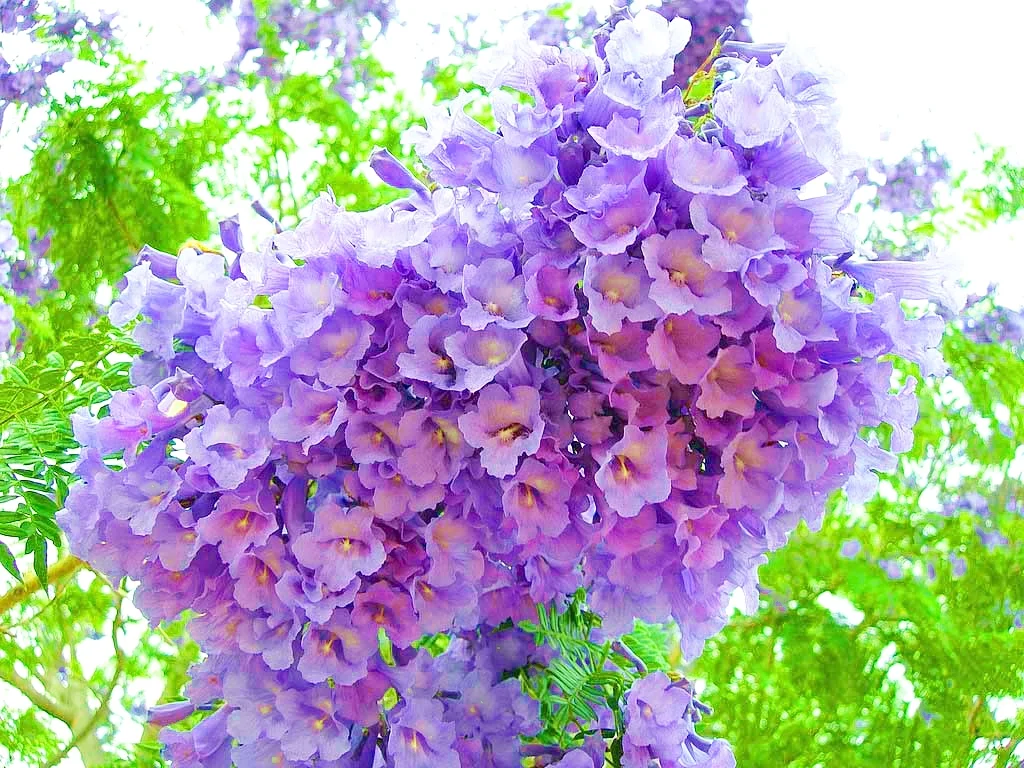 พิมพ์ตัดดอกศรีตรัง(Mold cutter Jacaranda filicifolia D. Don.)